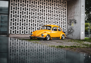 beetle 10.jpg